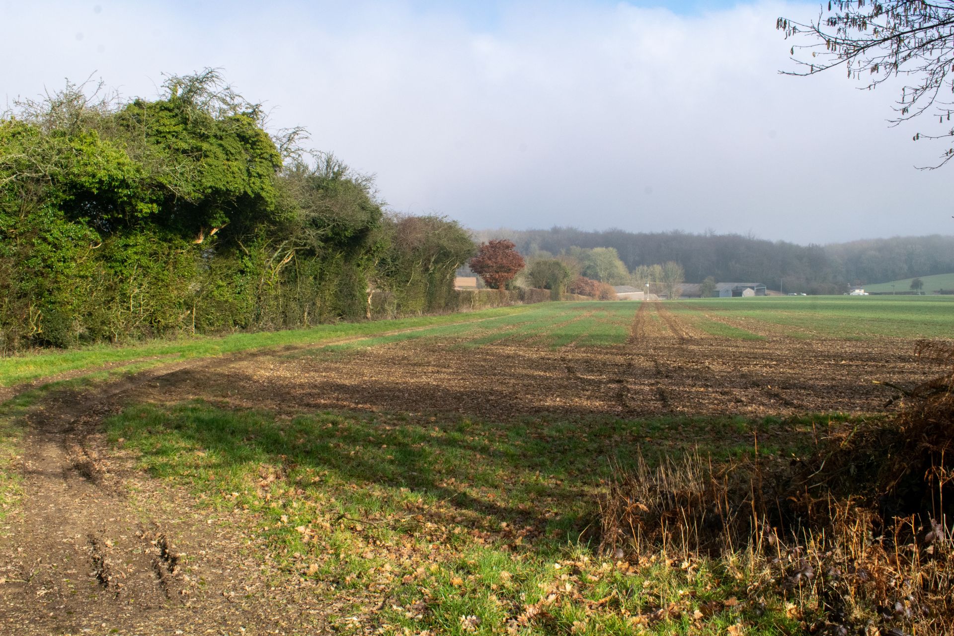 A view from the walk
